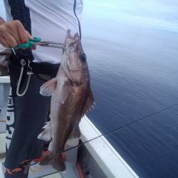 ひな丸 釣果