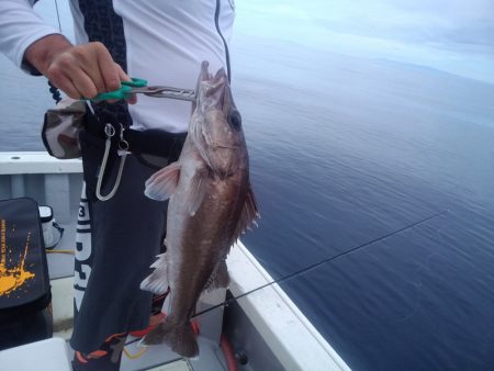 ひな丸 釣果