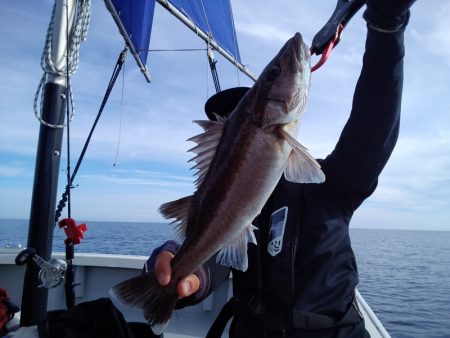 ひな丸 釣果