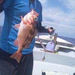 ひな丸 釣果