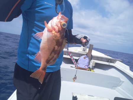 ひな丸 釣果