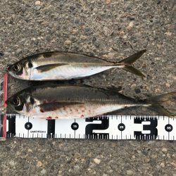 日本海側のデカアジシーズンを終えて【流離のアジンガー氏連載 vol.1】