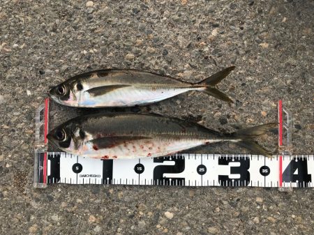 日本海側のデカアジシーズンを終えて【流離のアジンガー氏連載 vol.1】