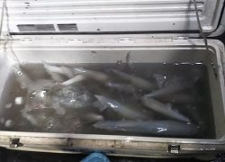 第二清洋丸 釣果