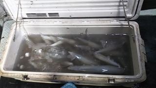 第二清洋丸 釣果