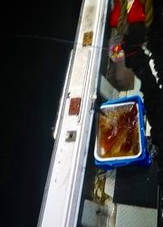 第二清洋丸 釣果