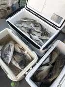 NAGASHIMA MARU(永島丸) 釣果