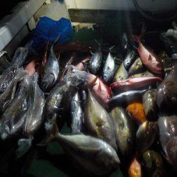 明日丸 釣果