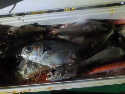 明日丸 釣果