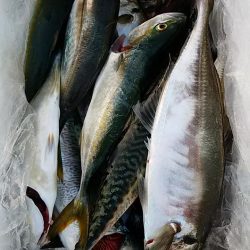 潮丸 釣果
