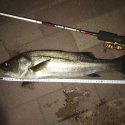 東京湾奥 ヘチ釣り釣行記【すな氏連載 vol.2】