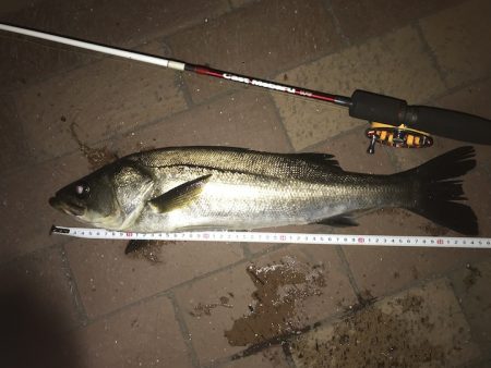 東京湾奥 ヘチ釣り釣行記【すな氏連載 vol.2】