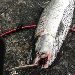 北三陸 海サクラ釣行記～サマーラン海サクラ～（前編）【たっつん氏連載 vol.2】