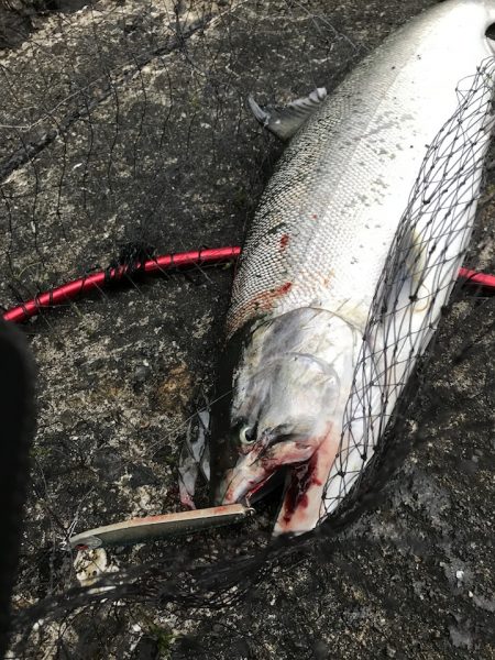 北三陸 海サクラ釣行記～サマーラン海サクラ～（前編）【たっつん氏連載 vol.2】