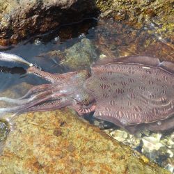 岡山県備前市日生の島で季節外れ？のコウイカ釣行【サンダーバース氏連載 vol.2】