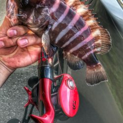 大分県 ロックフィッシュ調査の結果は！？【とぴきんぐ氏連載 vol.1】