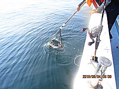 遊漁船 未紗奈 釣果