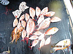 遊漁船 未紗奈 釣果