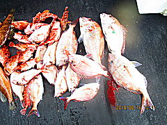 遊漁船 未紗奈 釣果