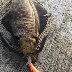 大阪で夏イカエギング