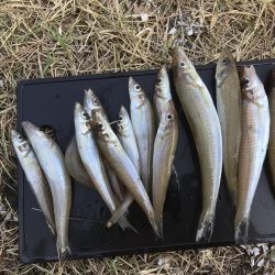 夜釣りでキスの数釣り