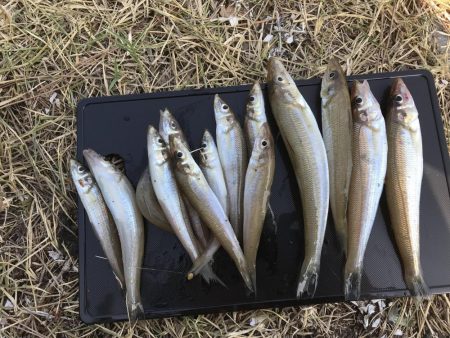 夜釣りでキスの数釣り