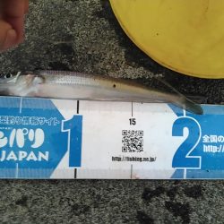 田子の浦 良型シロギス釣れてます!