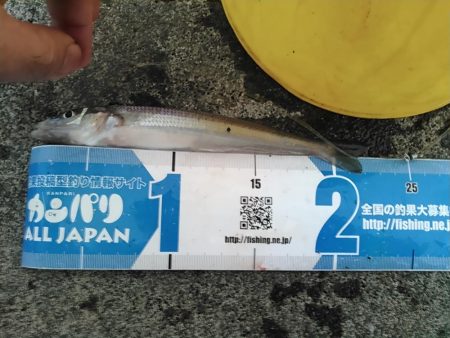 田子の浦 良型シロギス釣れてます！