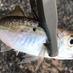 親子でジグサビキ