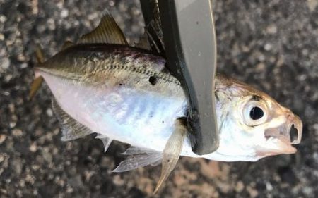 親子でジグサビキ