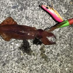 つ、つれん・・・