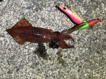 つ、つれん・・・