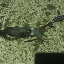 アオリイカ調査1