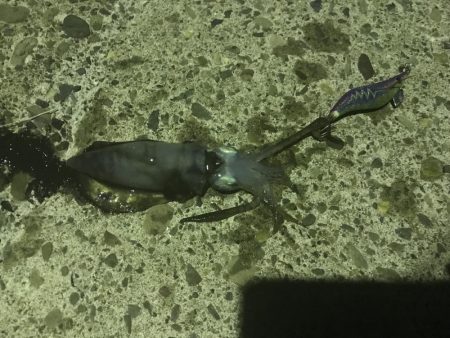 アオリイカ調査1