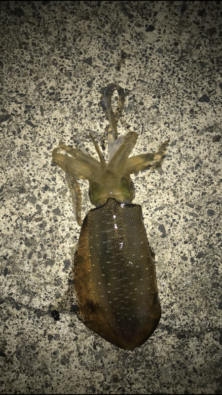 2018年初アオリイカ