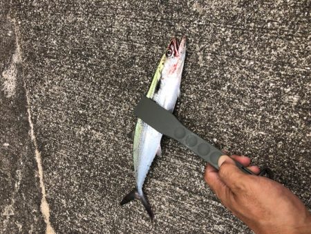 今日もサゴシー