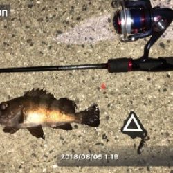 タチウオワインド