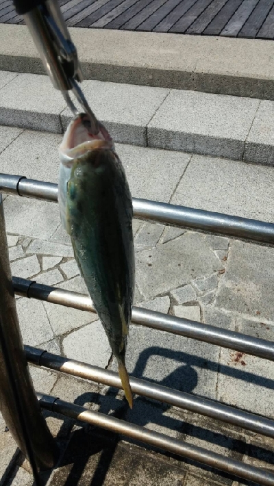 ペンペン元気！