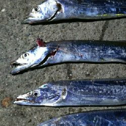 指二本サイズの太刀魚