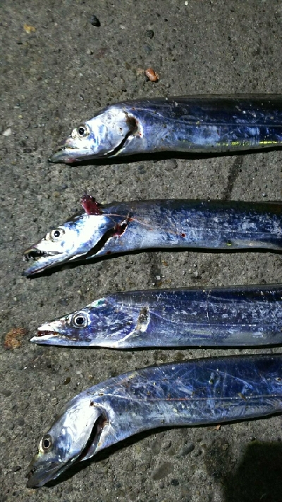 指二本サイズの太刀魚