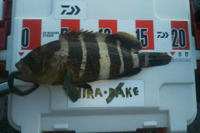 ロックフィッシュ