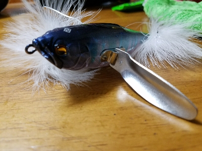 夕マズメ50有り無し