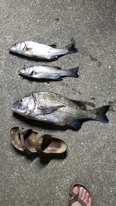 チヌの引き最高！