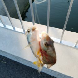 はぜ釣り ~キビレも多い~