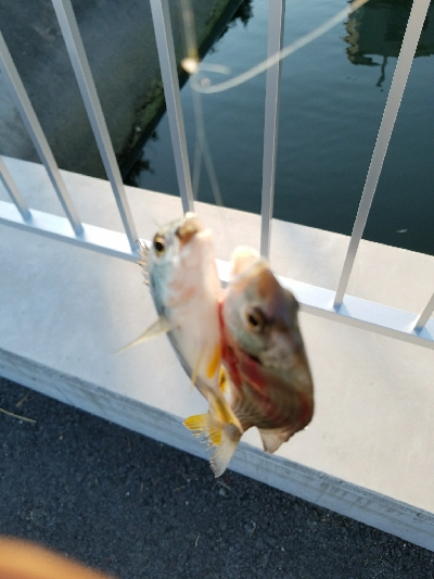 はぜ釣り ~キビレも多い~