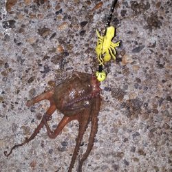 タコたこタコ！