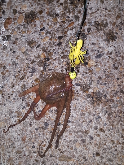 タコたこタコ！