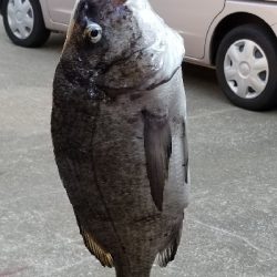 初の年無しチヌ