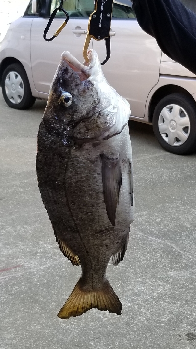 初の年無しチヌ