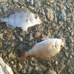 ハゲ釣り　～風波は大敵か～